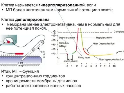 Критический уровень деполяризации клетки