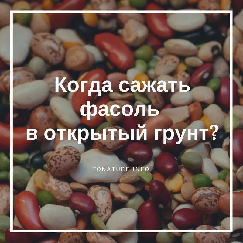 Когда можно садить фасоль. Когда сажать фасоль в открытый грунт. желтеют листья спаржевой фасоли. схема посадки фасоли. посев фасоли в открытый грунт.