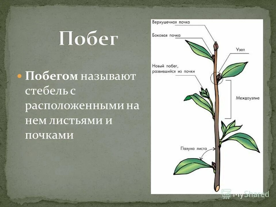 Побегом называют стебель расположенный на нем