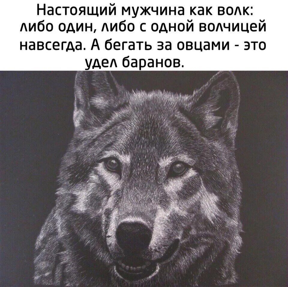 Волк уже не тот. Волк уже не тот. Волк уже не тот. Волк уже не тот. Влюбленные волки.
