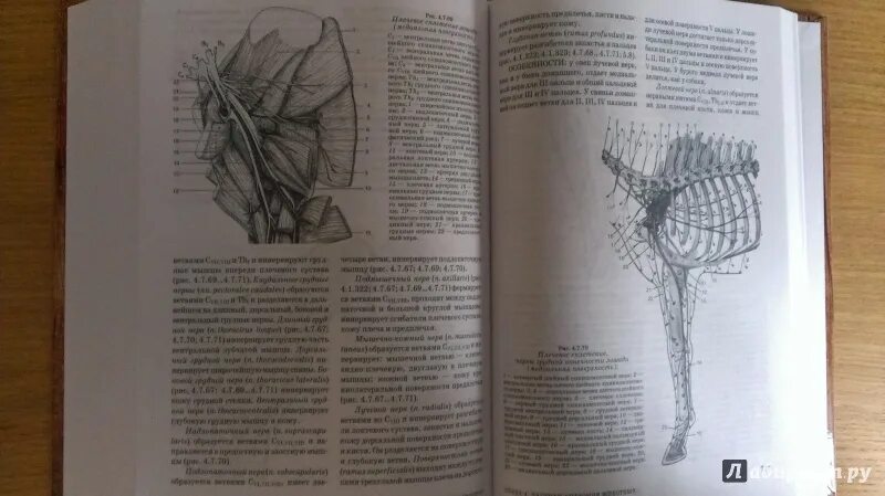 Анатомия животных учебное пособие. Зеленевский, зеленевский: анатомия животных.. учебник анатомии животных зеленевский. зеленевский анатомия собаки. анатомия животных зеленевский щипакин.