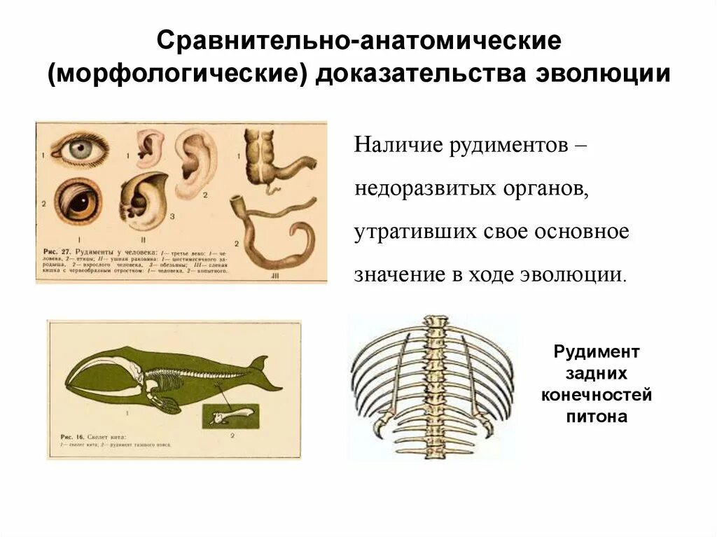 Рудимент у питона. Рудимент в скелете человека. Рудименты доказательства эволюции. Рудиментарные органы питона. Сравнительно-морфологические доказательства эволюции рудименты.