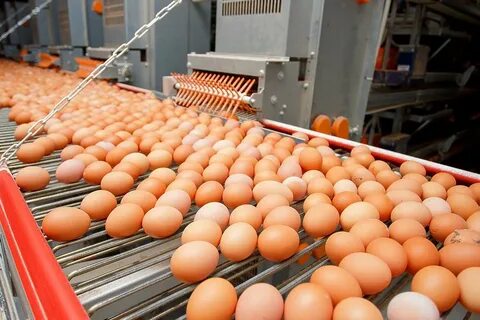 Птицефабрики краснодарского края