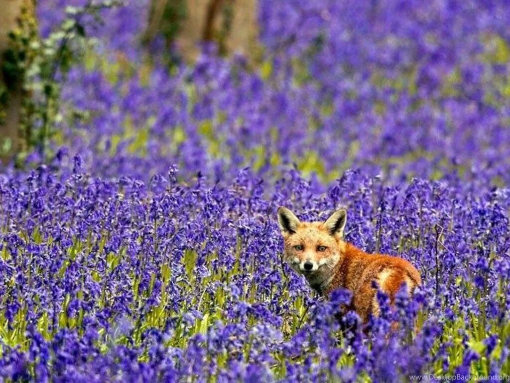 Flower foxes. Лисёнок Лаванда. Лиса в лаванде. Лиса в лавандовом поле. Лисичка в цветах.