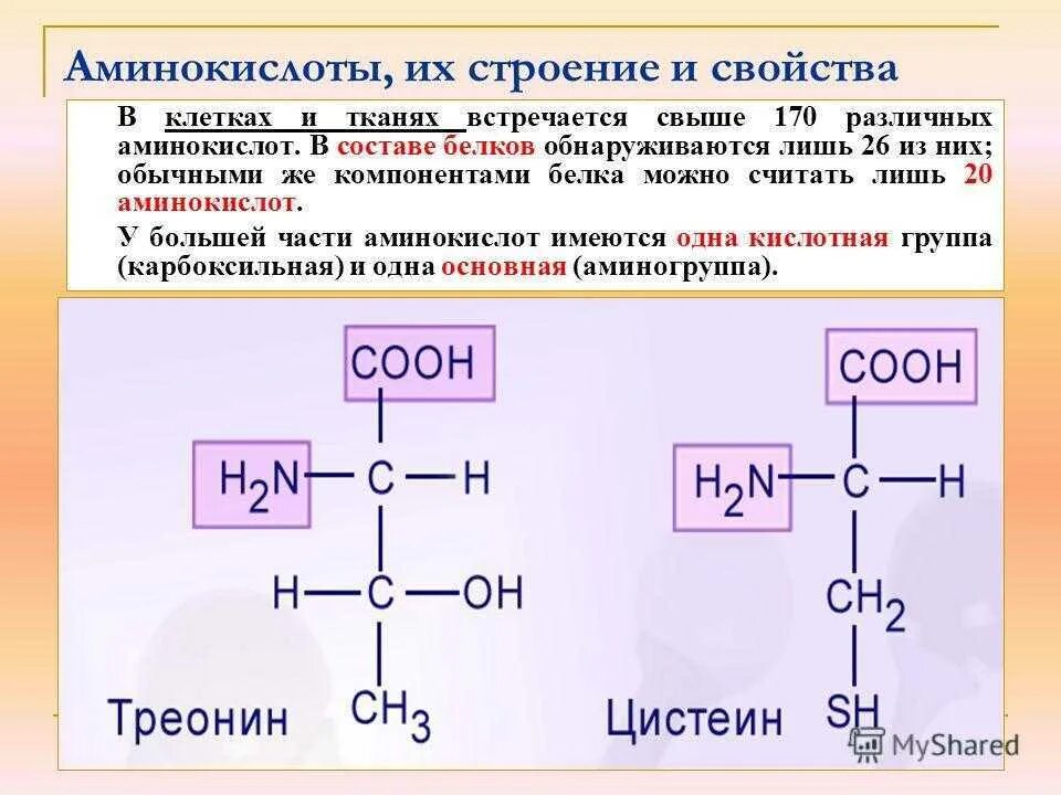 Белки группа соединения. Альфа аминокислота гистидин. Строение аминокислот биохимия. Химическое строение аминокислот. Общая структура α-аминокислот.