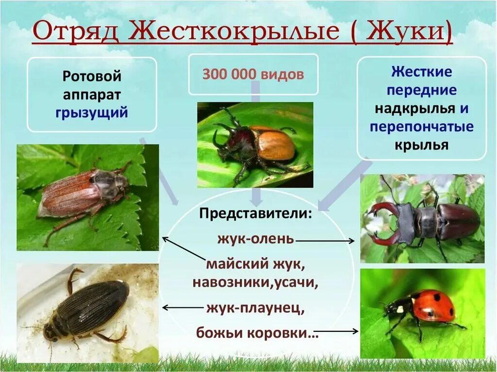 Отряды насекомых жуки. Жесткокрылые жуки представители. Жесткокрылые жуки представители отряда. Жесткокрылые представители отряда таблица. Представители отряда Жуков жесткокрылых.