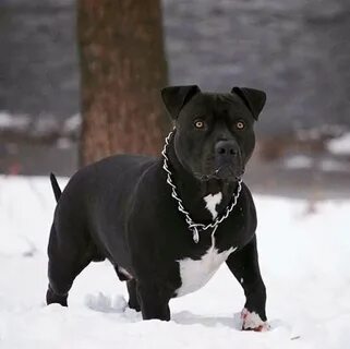 Стаффордширский терьер черный