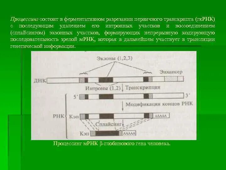 Реализация наследственной клетки. Последовательность этапов реализации генетической информации. Процессинг генетика.