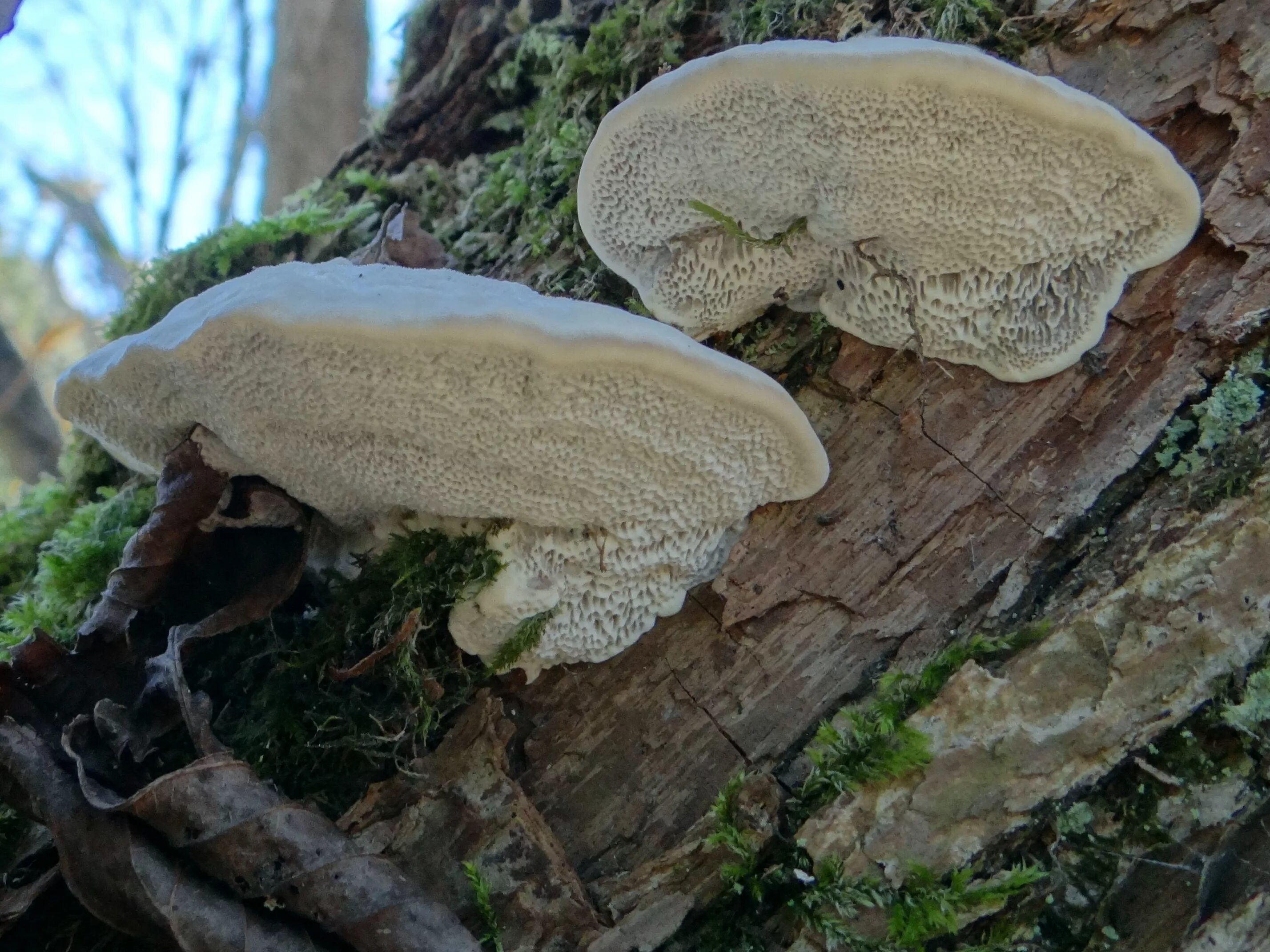 Трутовик питание. Trametes suaveolens. Трутовик белый. Трутовик Швейница. Трутовик Траметес белый.