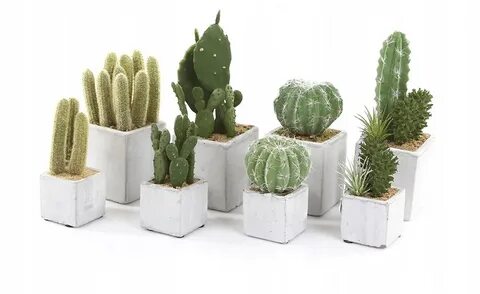 Cactus отзывы