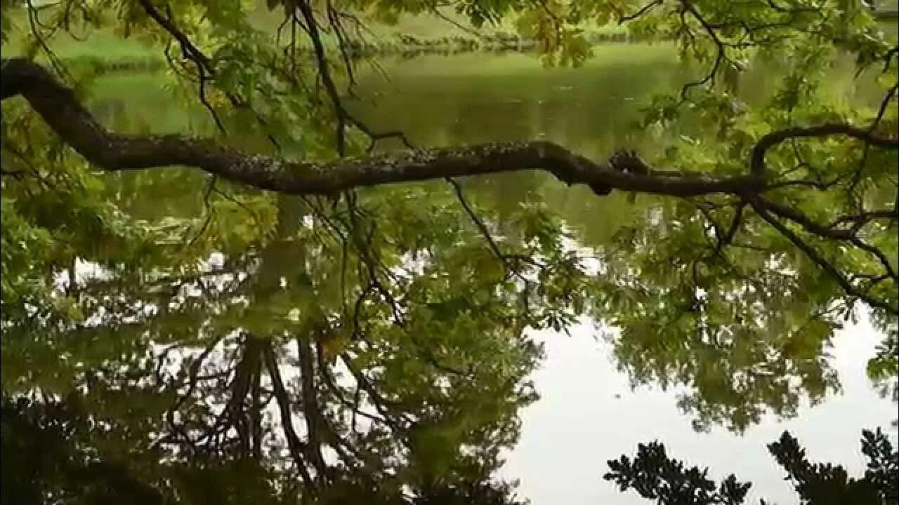 Видео ветка. Ветки футаж. Что может капать с деревьев. Ветки березы на ветру. Футаж ветки деревьев.