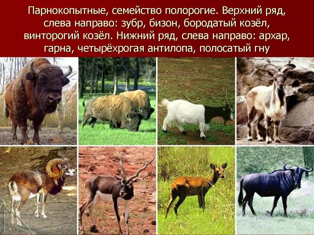 Парнокопытные млекопитающие семейства полорогих. Полорогие парнокопытные. жвачные непарнокопытные. полорогие представители. парнокопытные жвачные семейства.