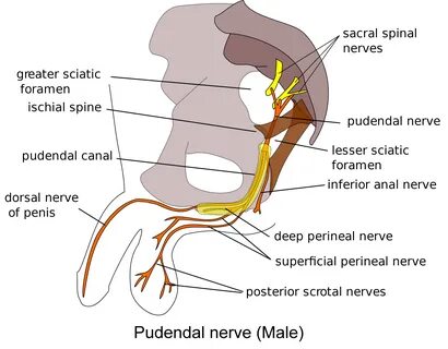 How compression of pelvic nerves causes pain 