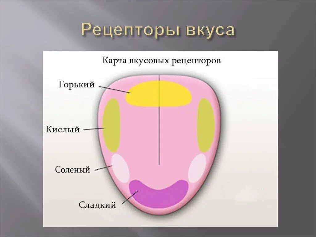 Схема расположения вкусовых рецепторов на языке. Вкусовые рецепторы на языке схема. Расположение вкусовых рецепторов на языке. Рецепторы языка человека схема.