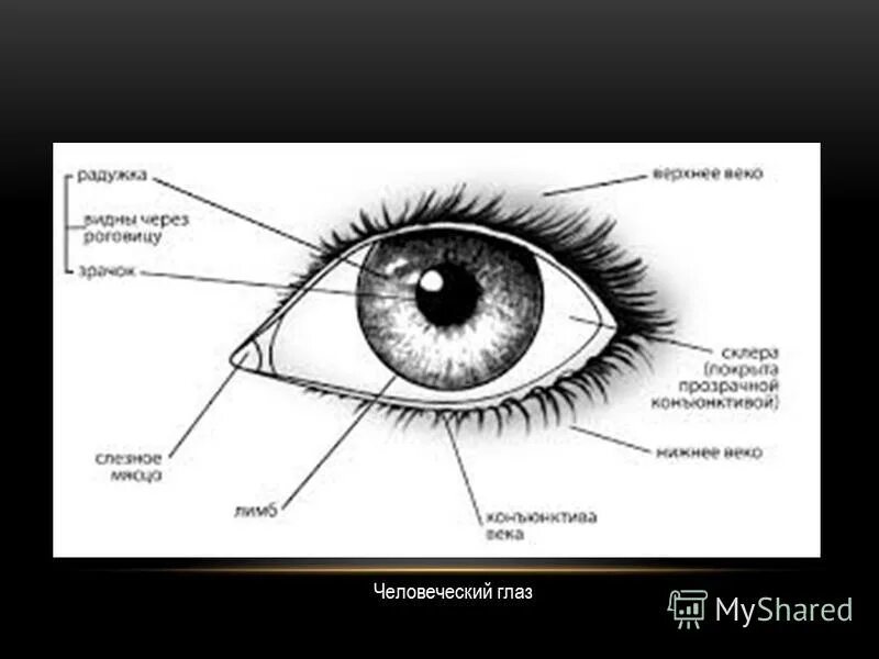 Элементы глаза. Внешнее строение глаза человека. Строение глаза вид спереди. Внешнее строение глаза человека схема. Наружное строение глаза.