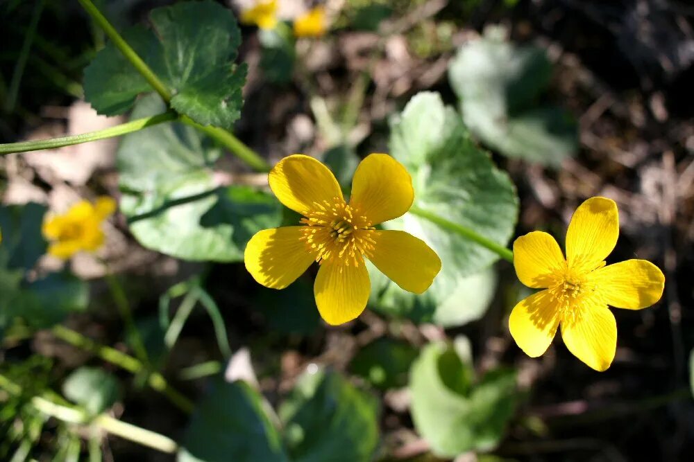 Калужница (caltha). Калужница лесная. Лютик калужница. Калужница болотная махровая. Лейбниция бестычинковая.