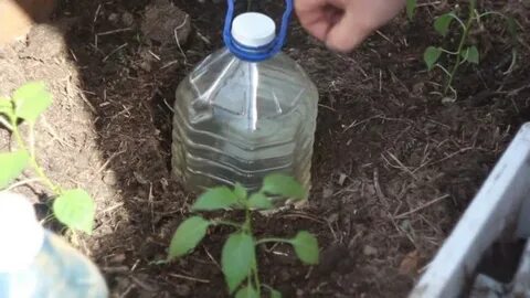 Полив из бочки с помощью пластиковой бутылки