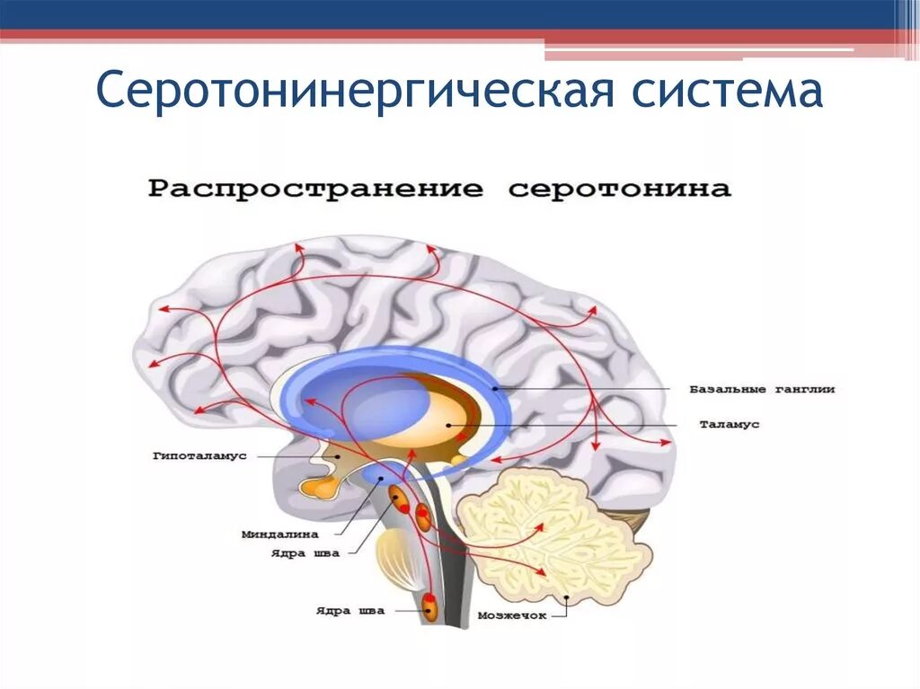 Серотонин в цнс. Серотонинергическая система мозга схема. базальная холинергическая система переднего мозга. серотонинергическая система ядер шва. серотонинергическая система и цнс.