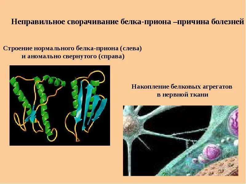 Классификация опухолевых антигенов. Белок и опухоль. Дозо зависимое действие фактора некроза опухоей. Белок и опухоль. Белок и опухоль.