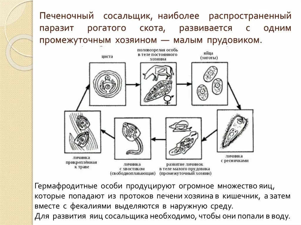 Стадии жизненного цикла цисты