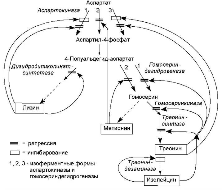 Какие гормоны регулируют обмен веществ. Регуляция обмена белков схема. Регуляция метаболических путей биохимия. Механизм регуляции обмена веществ белков. Гормоны участвующие в регуляции белкового обмена.