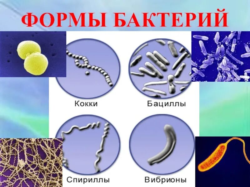Бактерии известные виды. Формы бактерий. Формы ба. Формы бактерий и их названия. Бактерии формы бактерий.