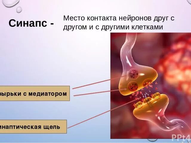 Место контакта двух нервных клеток. Синапсы мозга. Контакты нейронов. Пузырьки с биологически активным веществом. Нервная система шпора.