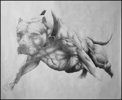 Бойцовские рисунки
