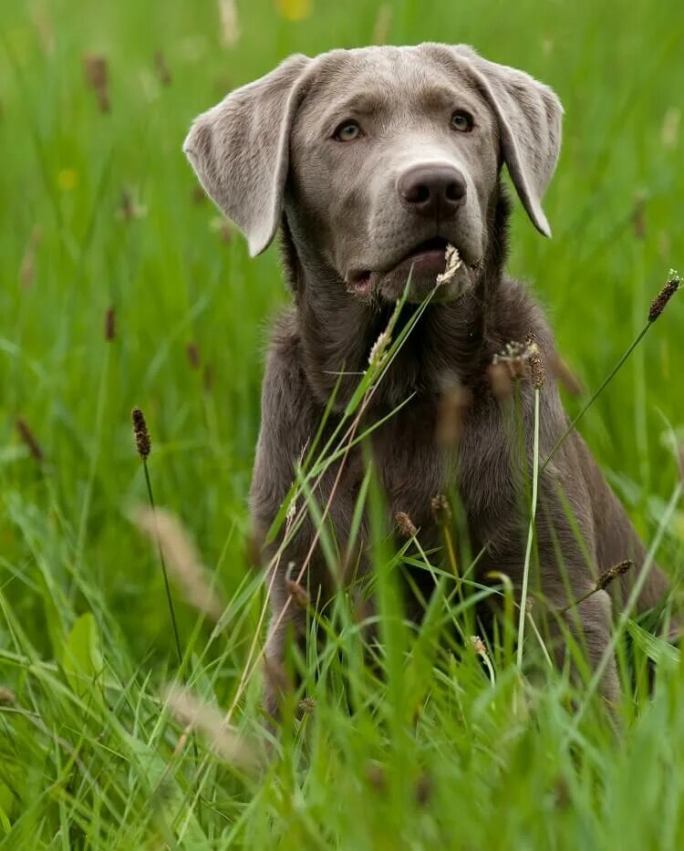 Silver lab. Веймаранер лабрадор. американский лабрадор ретривер. silver labrador. грей лабрадор.