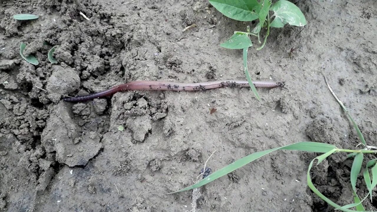 Червяк проползает мимо травинки за две минуты. Самый большой дождевой червь. Разрыхление почвы дождевым червем. Червяк рыхлят землю. Червяк ползет.