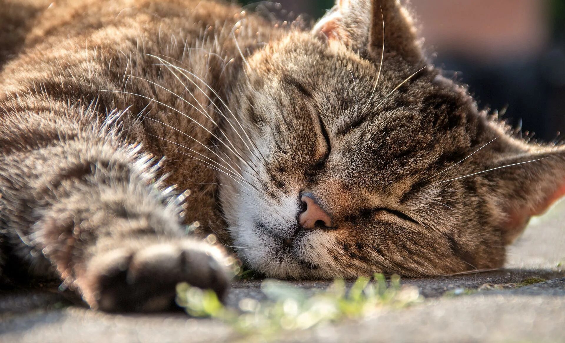 Over cats. Кот дремлет. Коты дремлют. Серо-коричневый кот с закрытыми глазами.