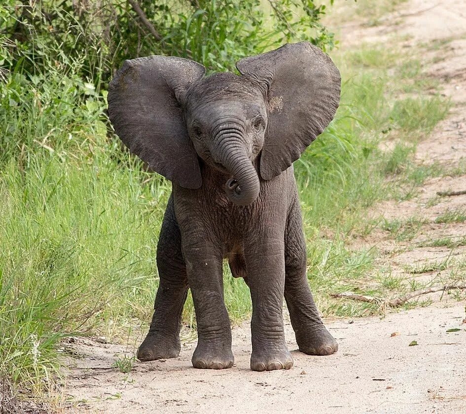 Живой слон цена. Слоненок. Красивый Слоник. Маленький Слоненок. Маленькие слоны.