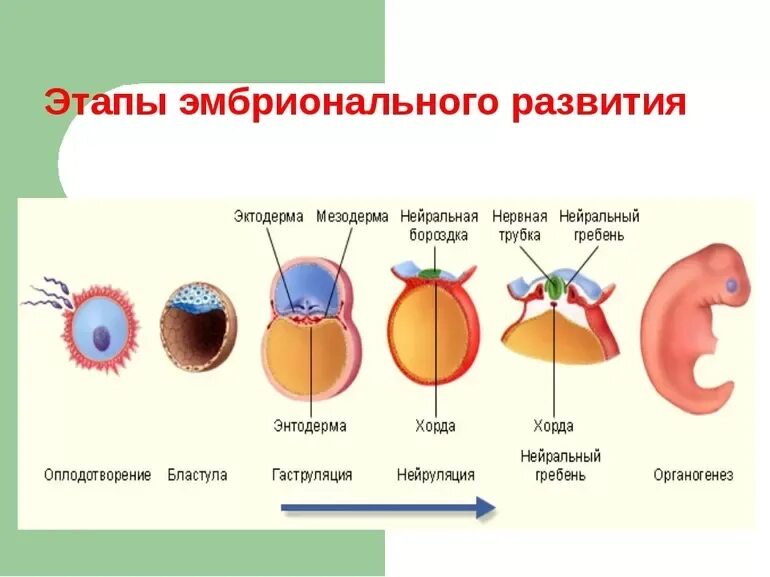 Образование хорды формирование двухслойного