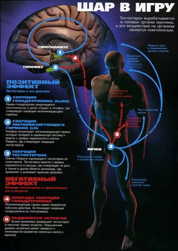 Как повысить тестерон в организме мужчине. Где вырабатывается тестостерон. Процесс выработки тестостерона. Тестостерон в организме мужчины. Орган вырабатывающий тестостерон у мужчин.