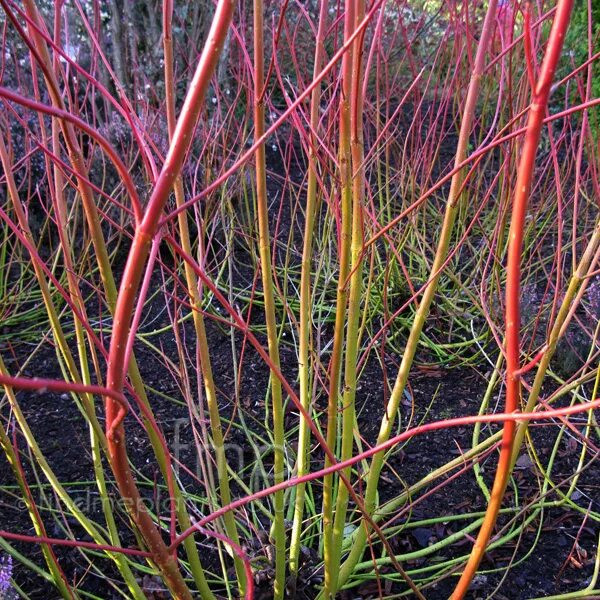 Дерен отпрысковый Флавирамеа. Дерен отпрысковый Кардинал. Cornus stolonifera (дерен отпрысковый) "Flaviramea". Дёрен отпрысковый Flaviramea. Дерен красный описание