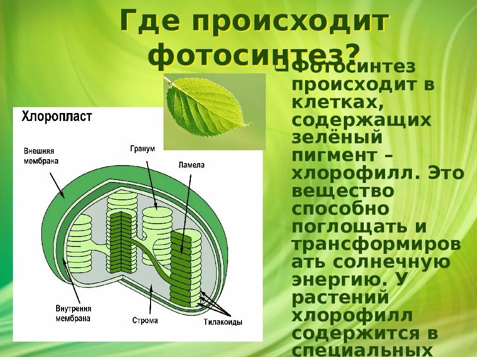 Хлорофилл в клетках водорослей находится в. Фотосинтез 6 класс биология хлоропласты. зеленый пигмент растительных клеток — хлорофилл — содержится в:. фотосистема хлоропластов. фотосинтез растений 6 класс биология.