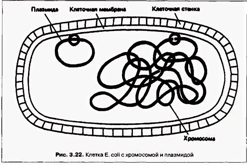Мелкие кольцевые молекулы днк в бактериальной клетке. Структура бактериальной хромосомы. кольцевая хромосома у бактерий. строение хромосомы бактерий. плазмиды и хромосомы у бактерий.