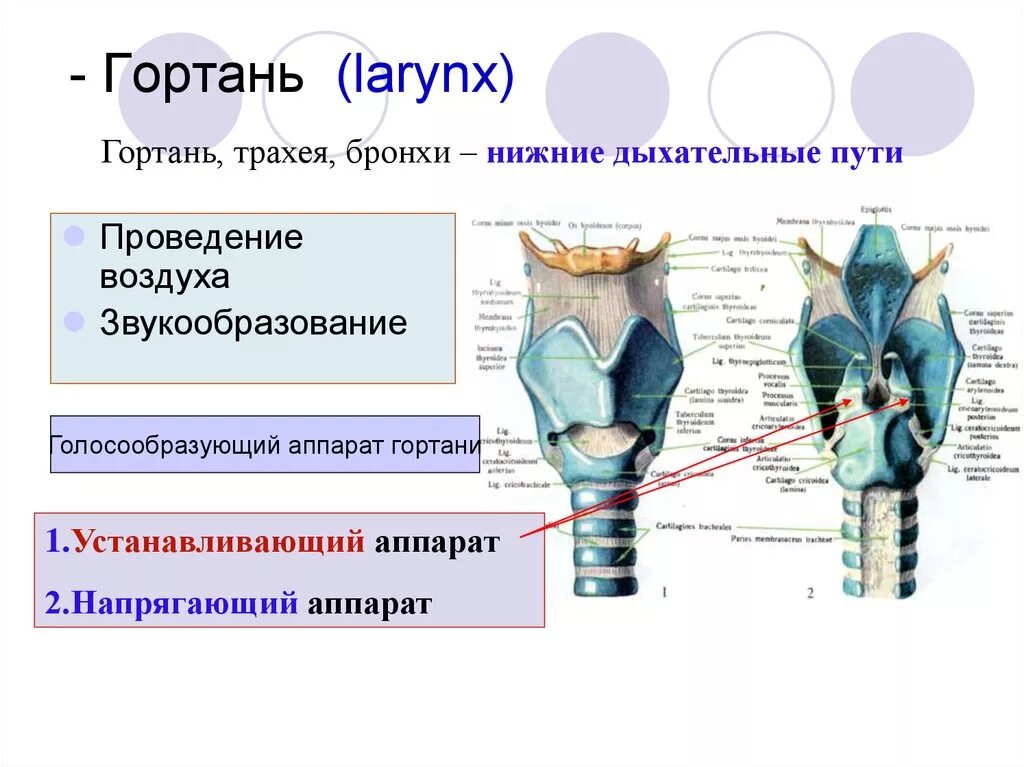 Гортань. Строение гортани. Звукообразование в гортани. Гортань анатомия. Гортани органы входящие в состав системы