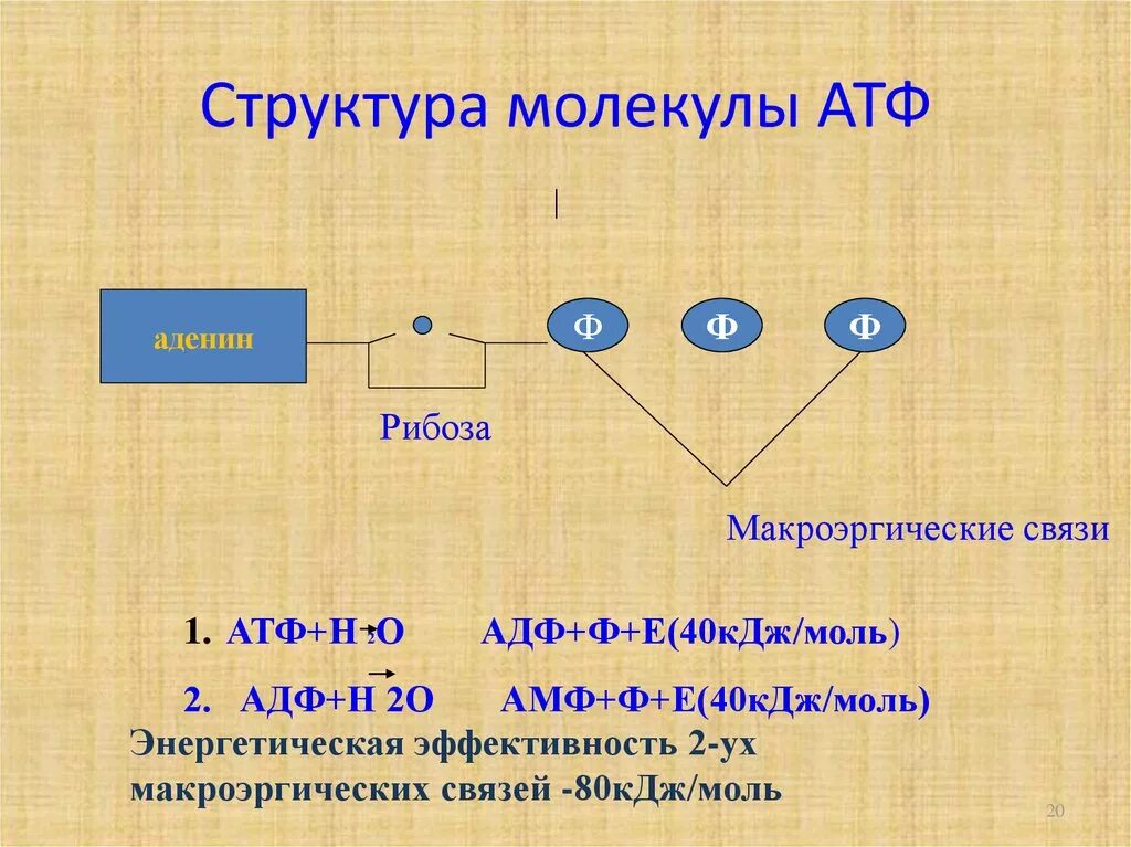 Схема строения АТФ. Структурные элементы АТФ. Структура молекулы АТФ. АТФ хим структура.