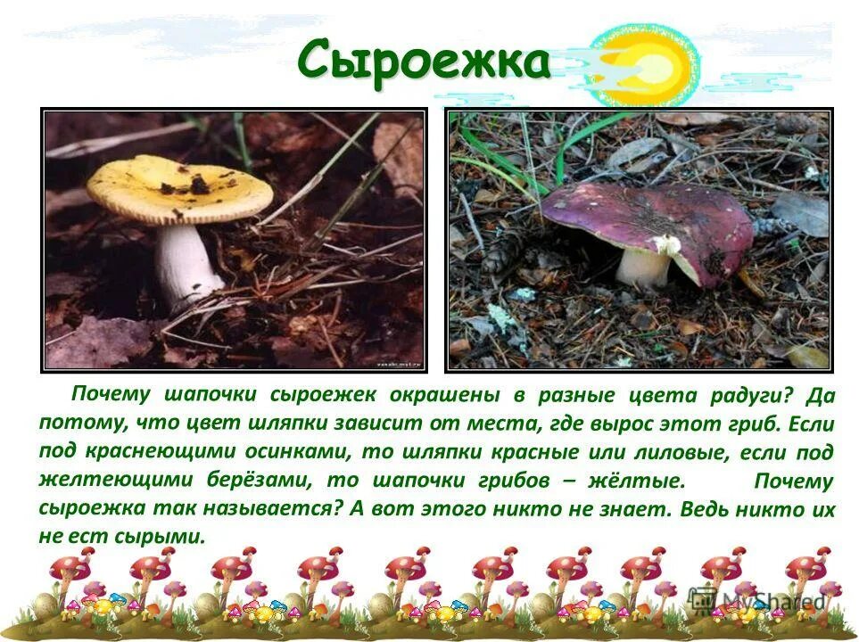 Почему гриб сыроежка так называется. Сыроежки съедобные и несъедобные. Сыроежка жгучеедкая грибы. Почему сыроежки сыроежки. Интересные факты о грибе сыроежка.