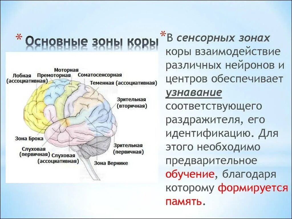 Центры рефлексов переднего мозга. Сенсорная зона коры головного мозга функции. Проекционные двигательные зоны коры головного мозга. Функции моторной зоны коры головного мозга. Сенсорные зоны коры больших полушарий таблица.