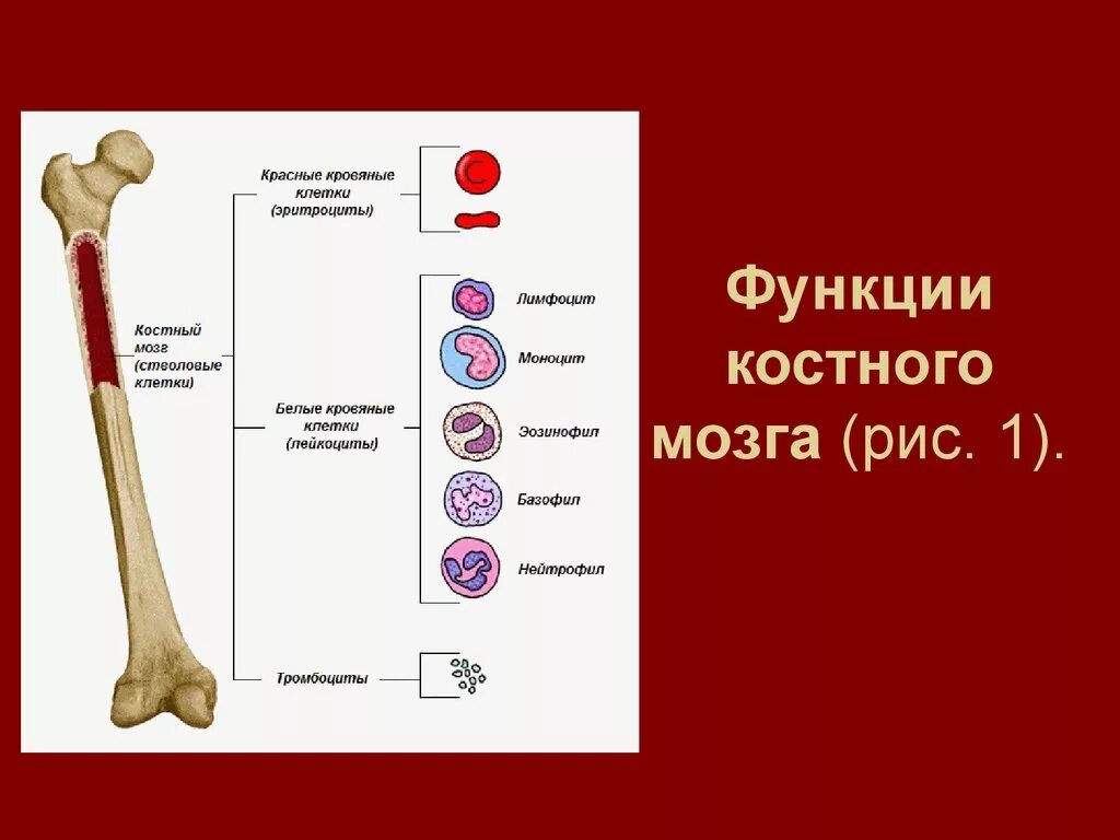 Вред костный мозг