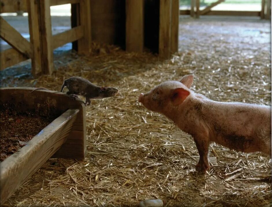 дакота фаннинг паутина шарлотты.