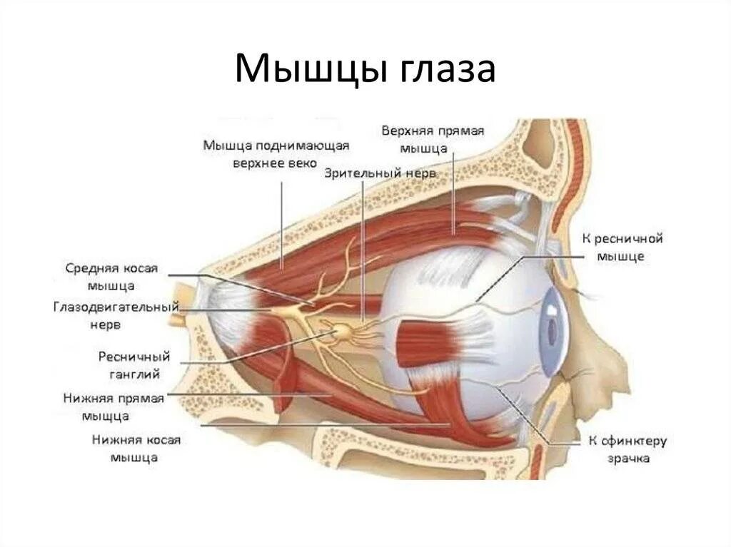 Ресничная мышца глаза функции. Глазное яблоко и зрительный нерв. Мышцы глаза анатомия иннервация. Иннервация глазного яблока анатомия. Зрительный нерв и глазодвигательного нерв.