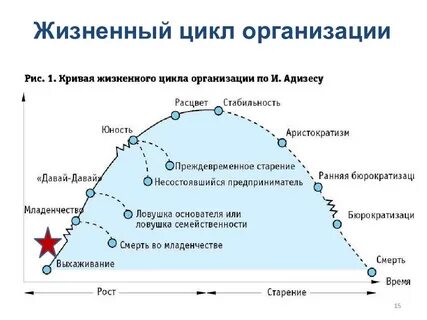 Определение жизненный цикл организаций