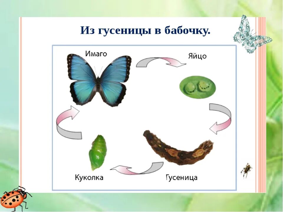 Жизненный цикл бабочки капустницы. Цикл развития бабочки схема. Цикл развития бабочки капустницы. Жизненный цикл бабочки куколки. Стадии гусеница бабочка