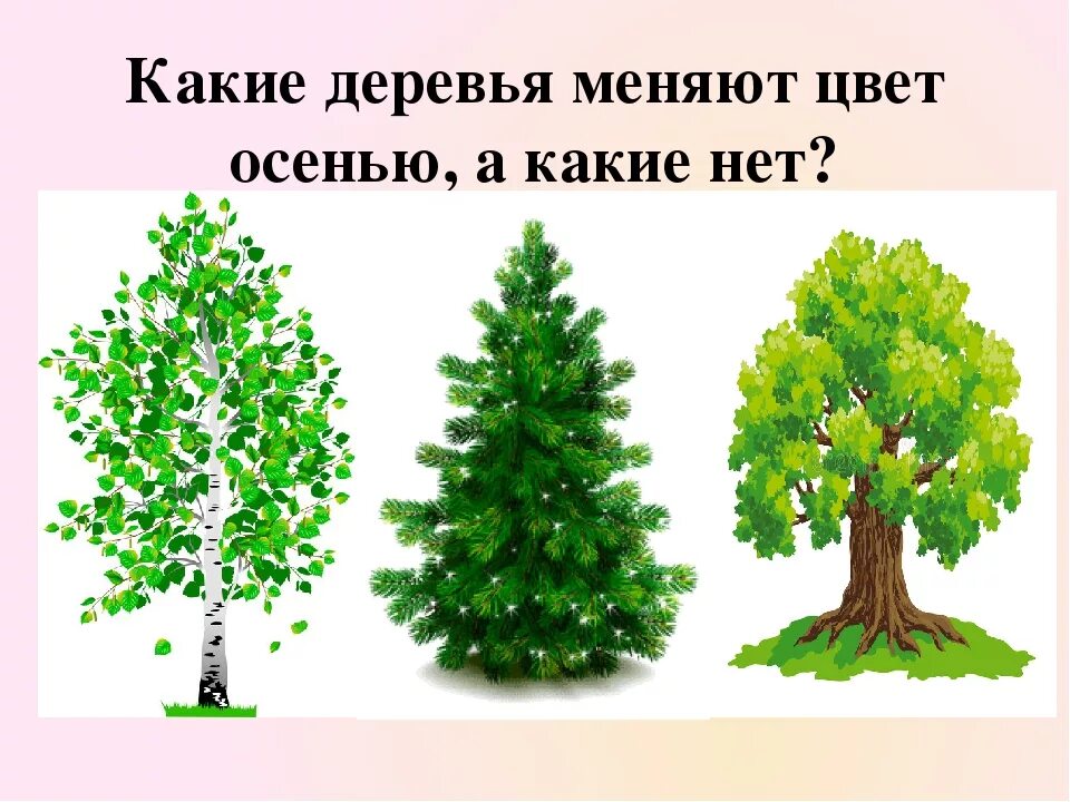 Какой лист не меняет цвет. Дерево которое меняет цвет листьев. какие деревья меняют окраску листьев. меняем цвет дерева. почему некоторых стран деревья двигаются.