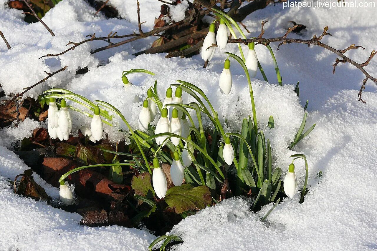 Лето потом весна потом зима. Что наступает после зимы. Презентация зима. Весна в лесу описание. Написать про весну.