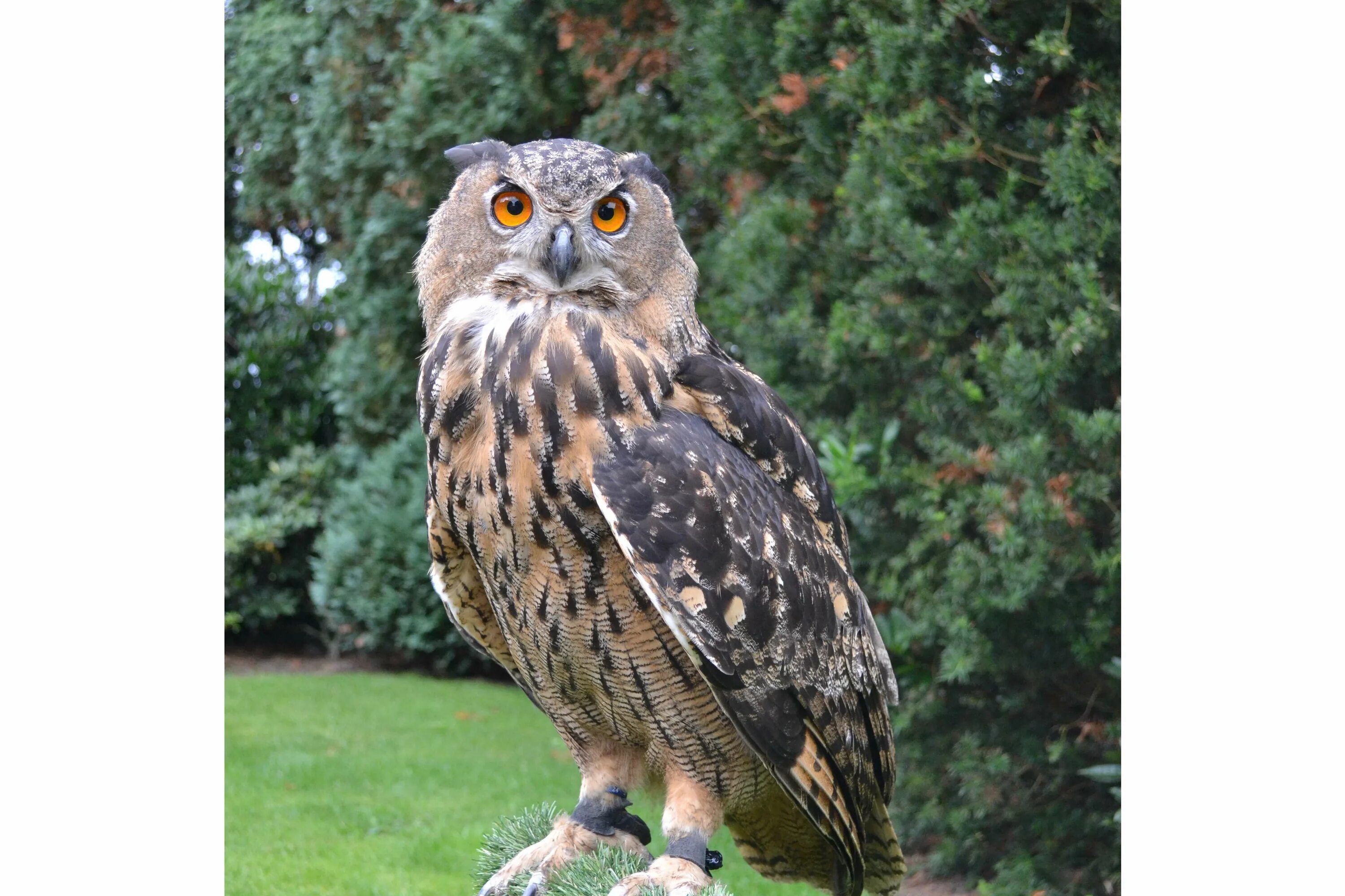 лесная неясыть. обитатели тайги. лесной сыч неясыть. кедровка таежная птица. уссурийская сойка.