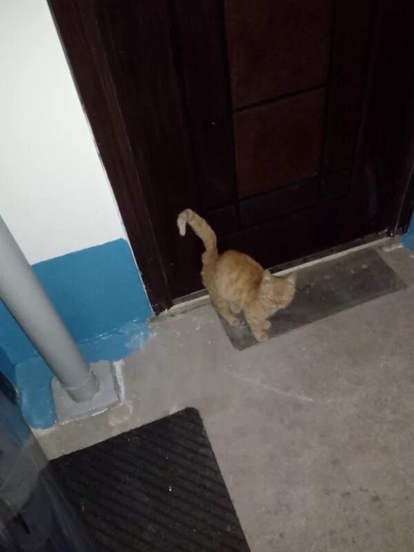 Кошка в подъезде. Кошка Лобня. Маленький рыжий котенок около подъезда. Фото кошки в подъезде.